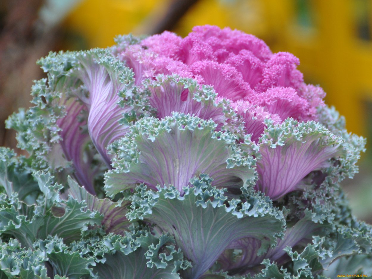 Капуста декоративная камом розовая