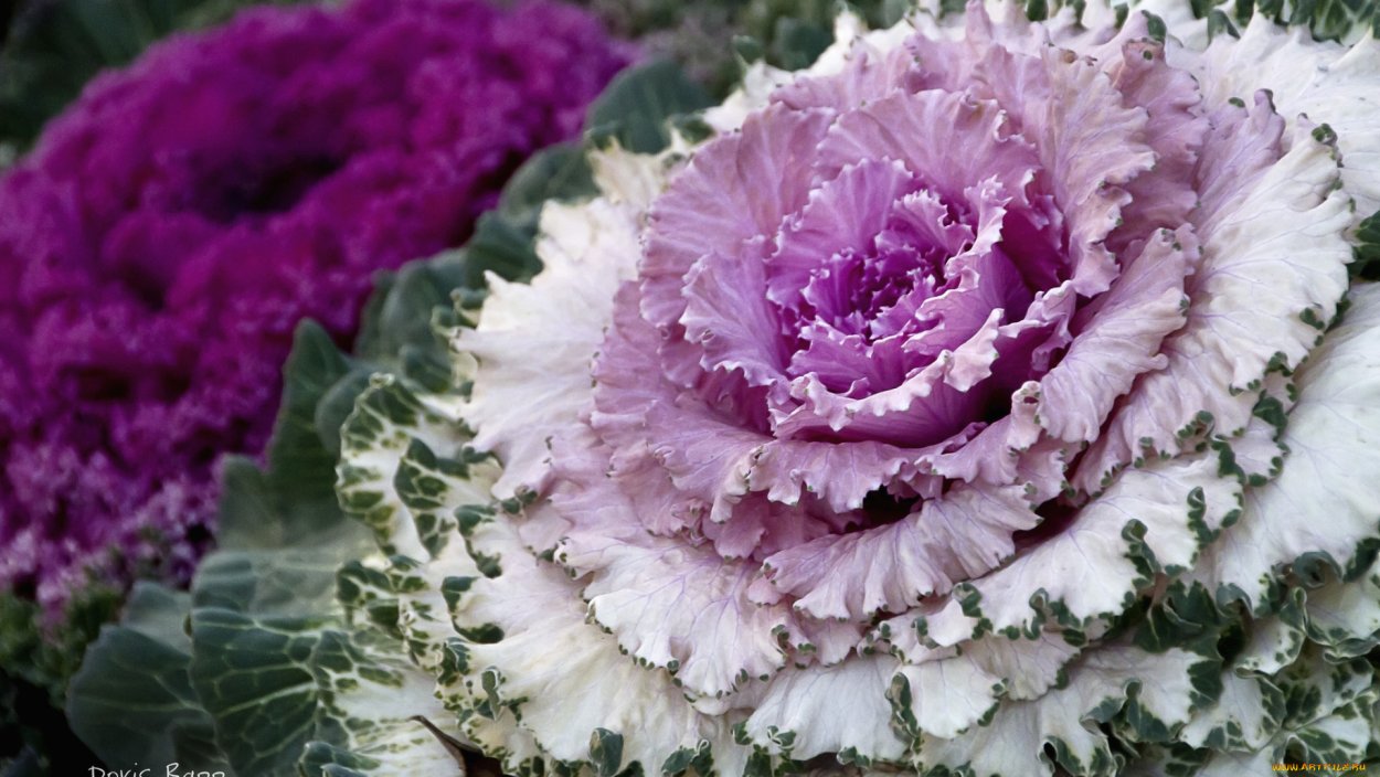 Капуста декоративная малиновая Шанни