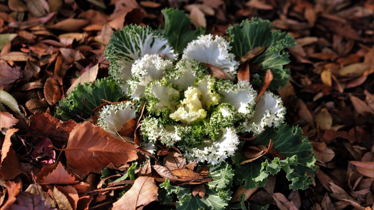 Дикая капуста цветок