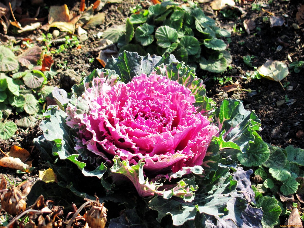 Капуста декоративная розовая Цапл