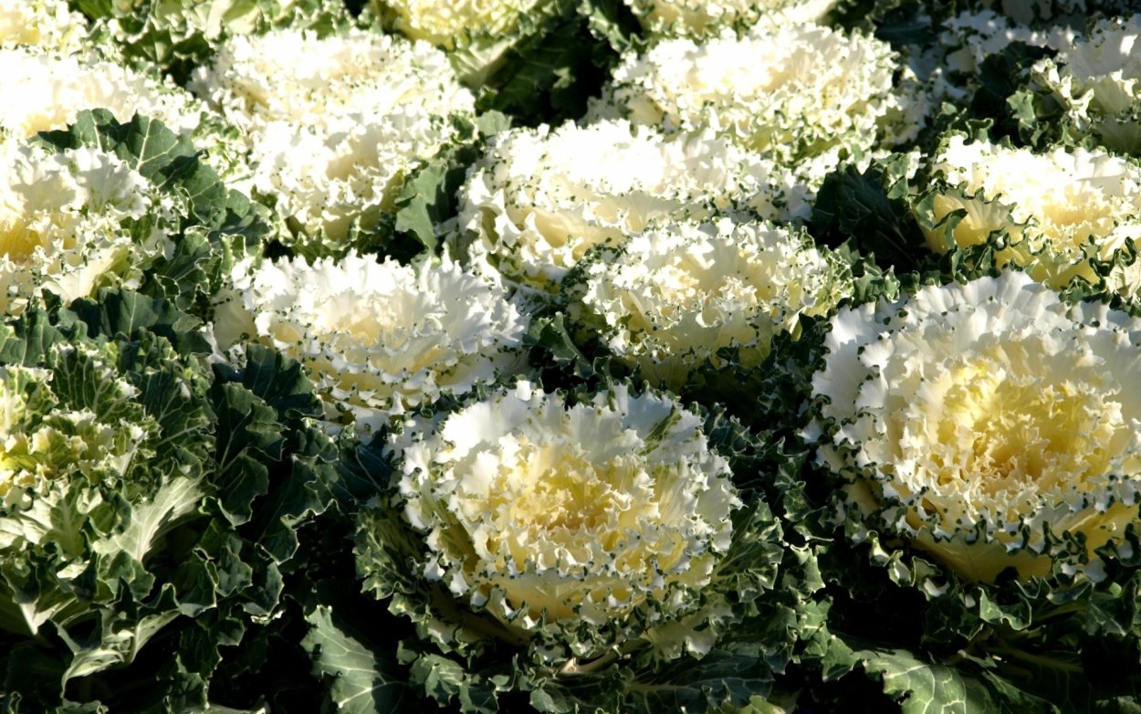 Нагойя Вайт