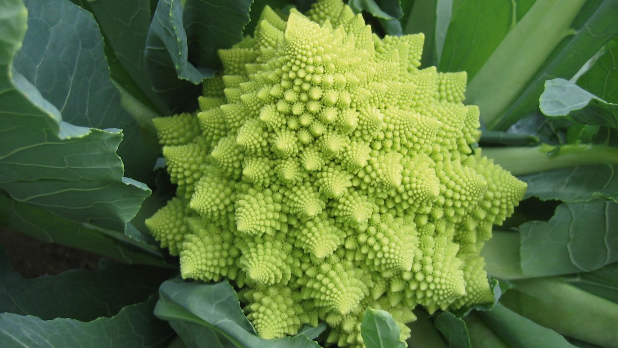 Капуста брокколи романеско