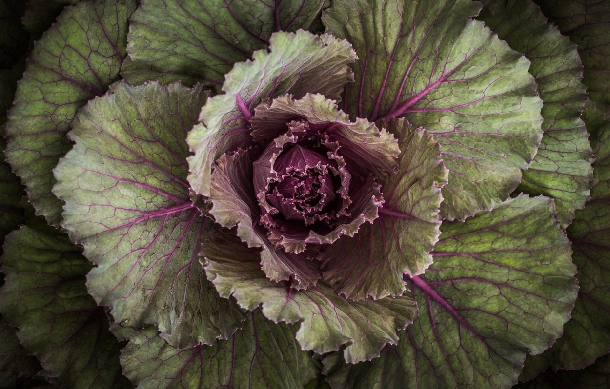 Капуста декоративная