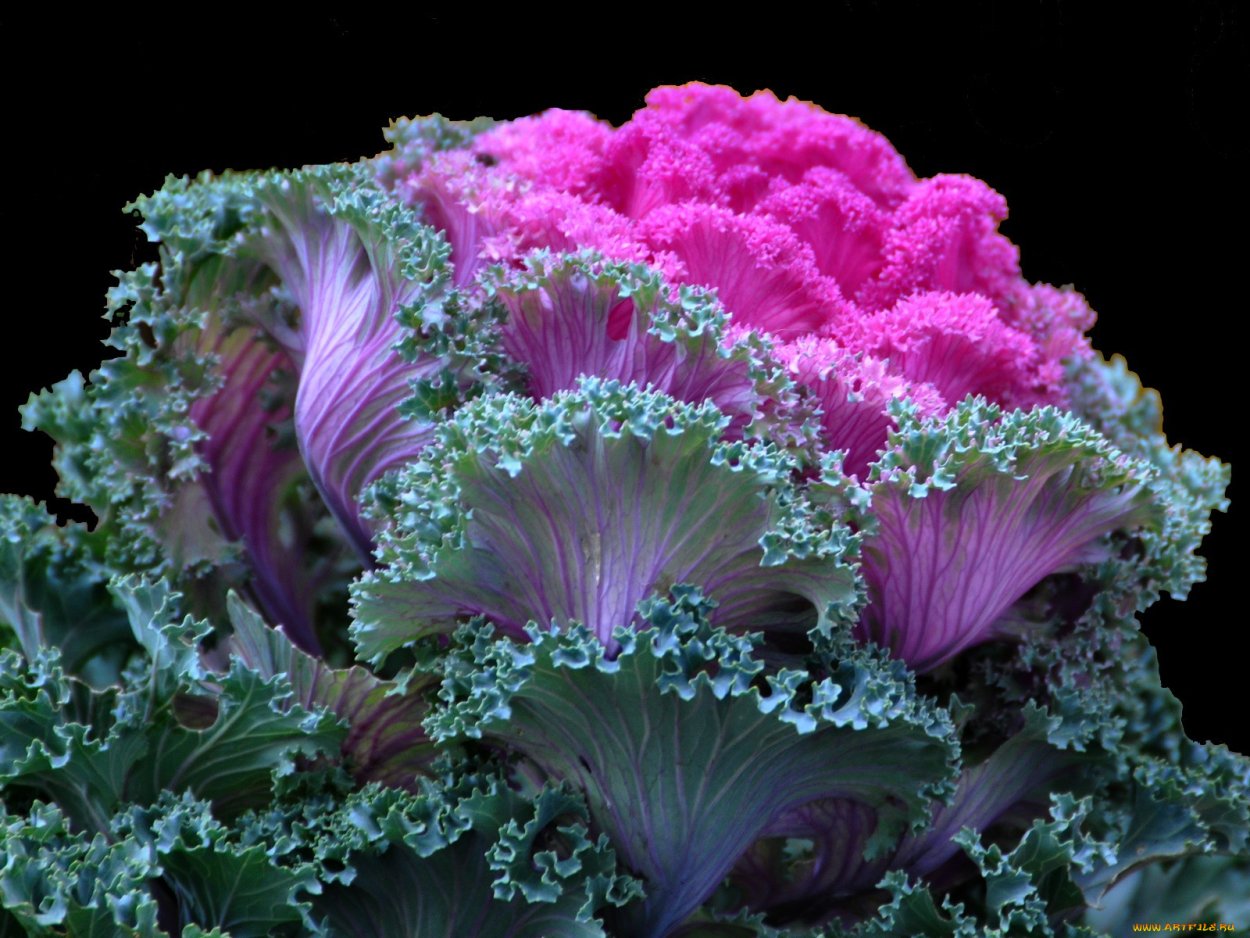 Капуста декоративная