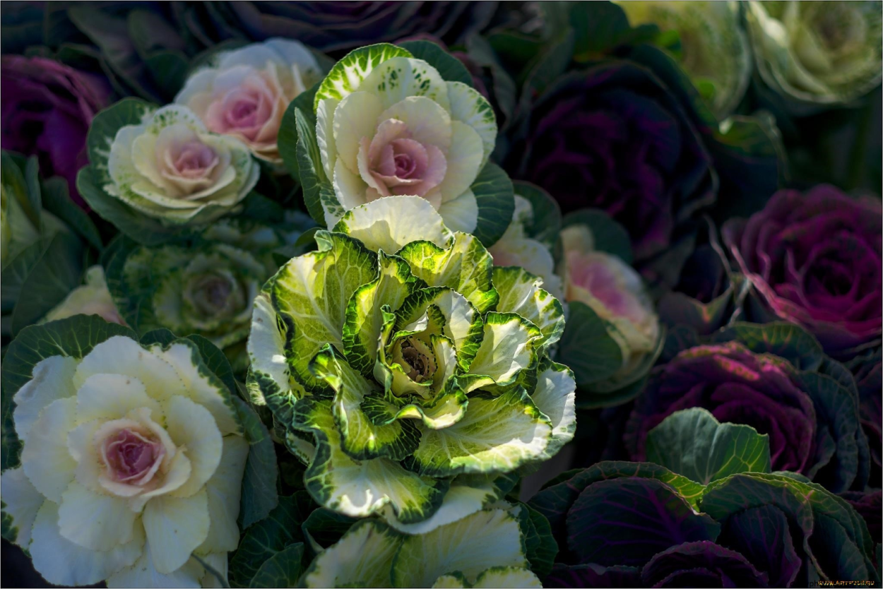 Брассика напус