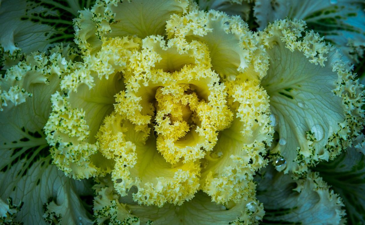 Cabbage Flower лилейник