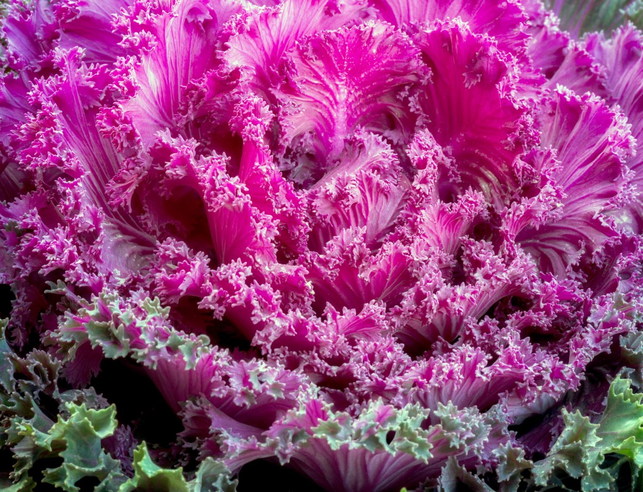 Декоративная капуста Brassica oleracea