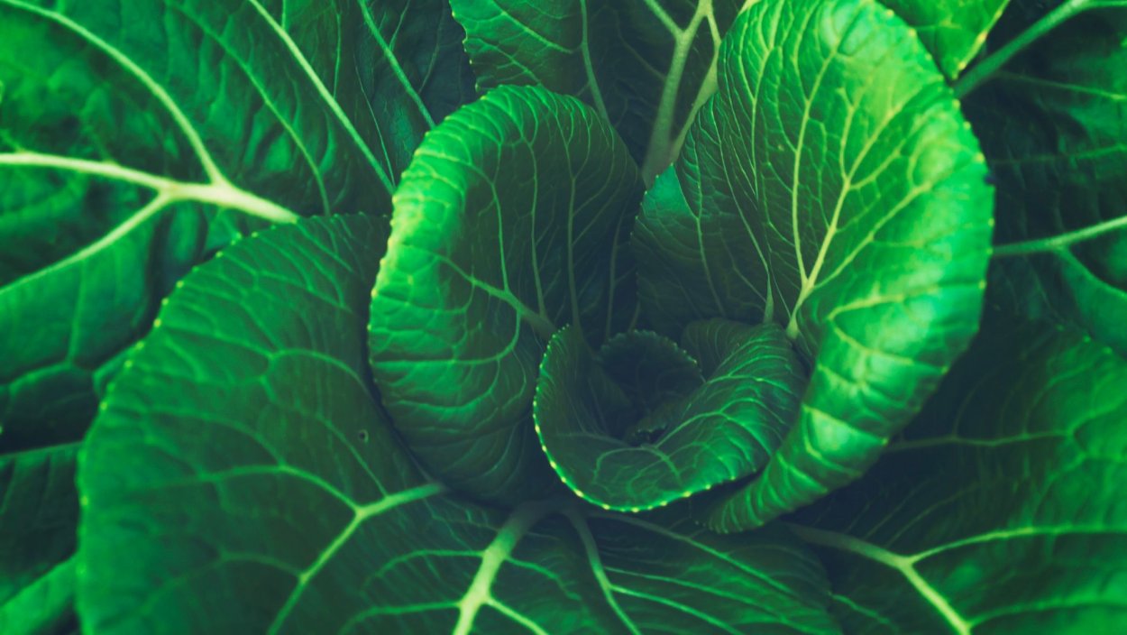 Обои рыжие листья овощи