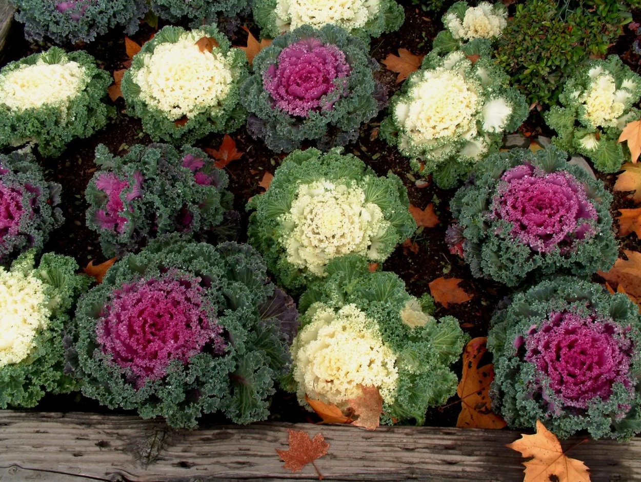 Капуста декоративная краски Востока 0,1г Гавриш