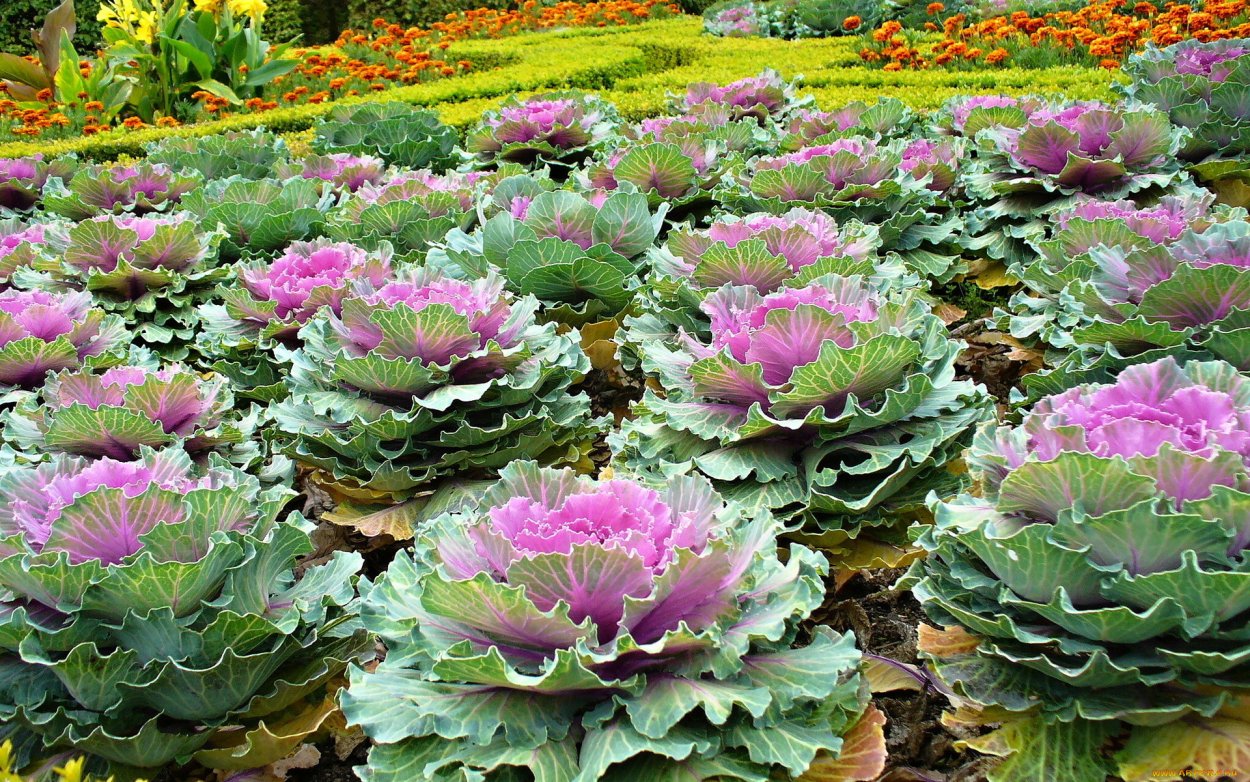 Декоративная капуста Крейн Пинк