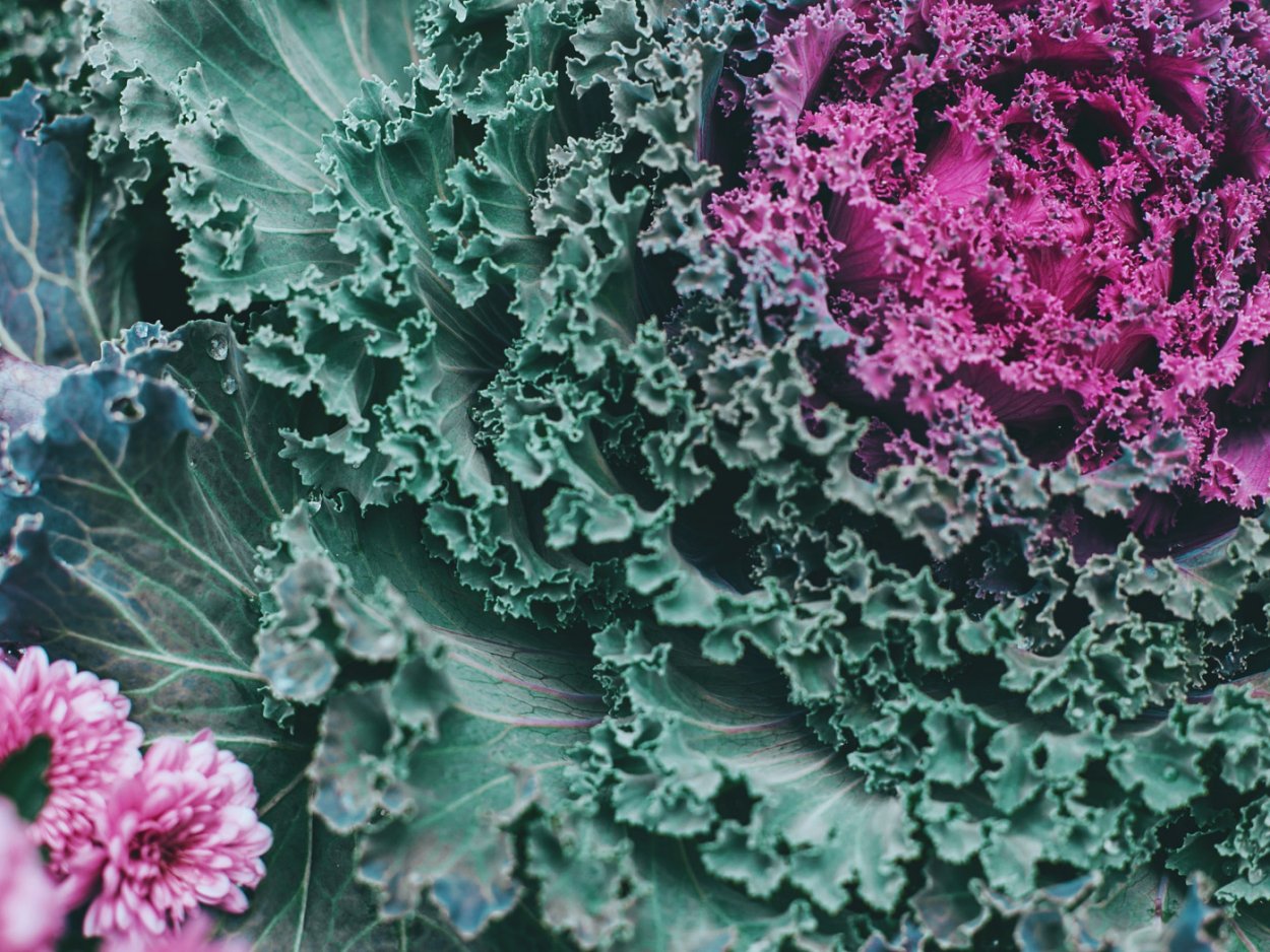 Цветная капуста под микроскопом