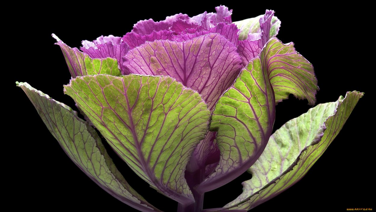 Капуста декоративная черная
