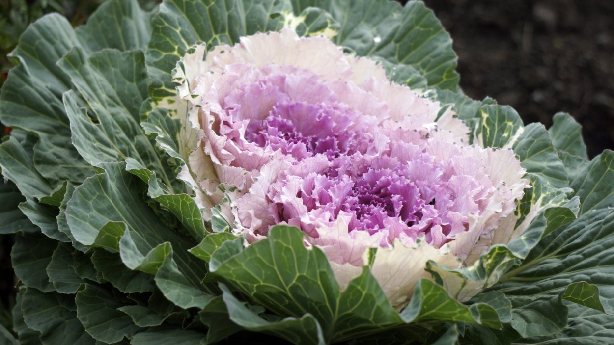 Капуста декоративная Нагойя Роуз
