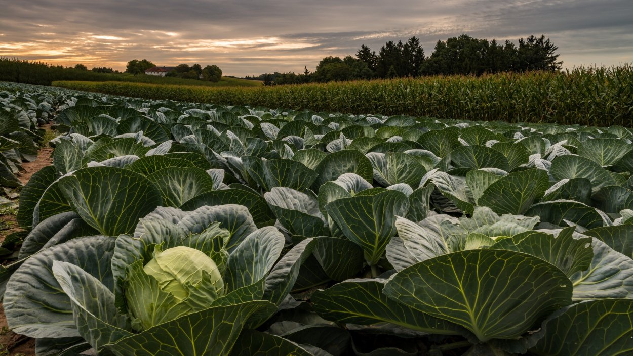 Капустное поле белокочанной