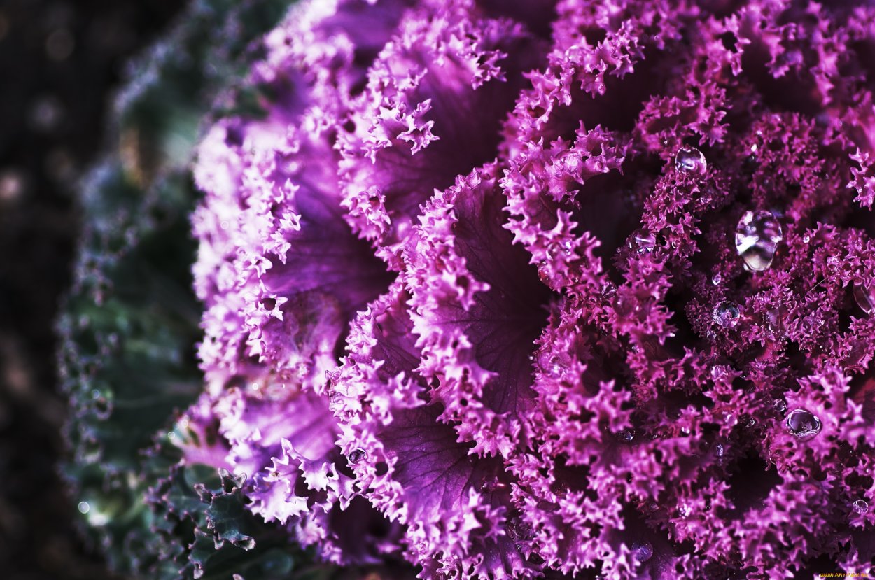 Цветок капусты макро