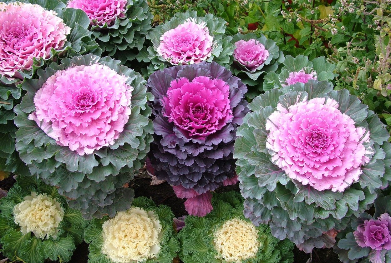 Декоративная капуста Крейн Пинк