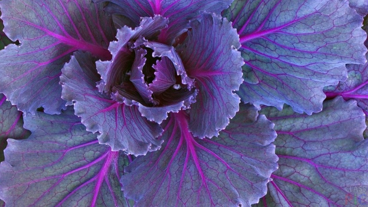 Капуста декоративная фиолетовая