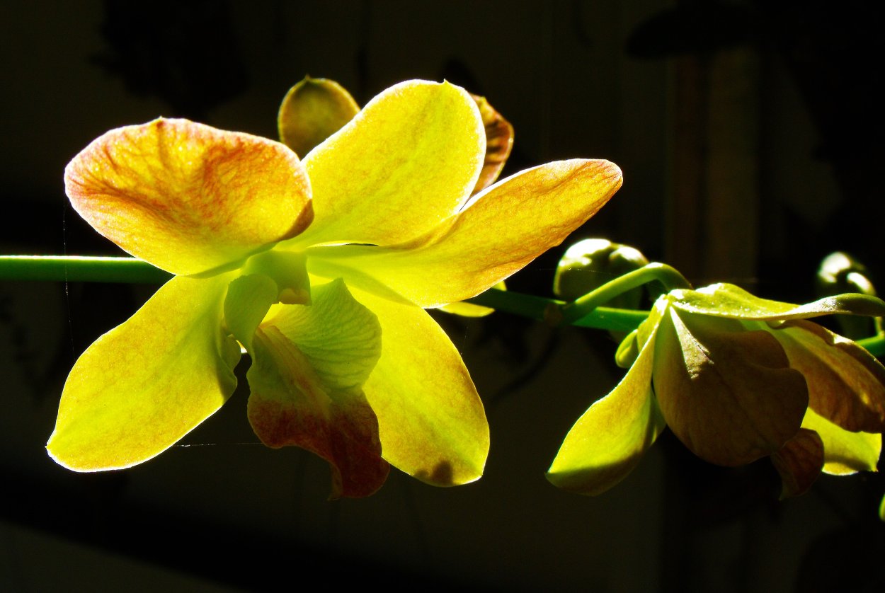 Желто зеленая орхидея