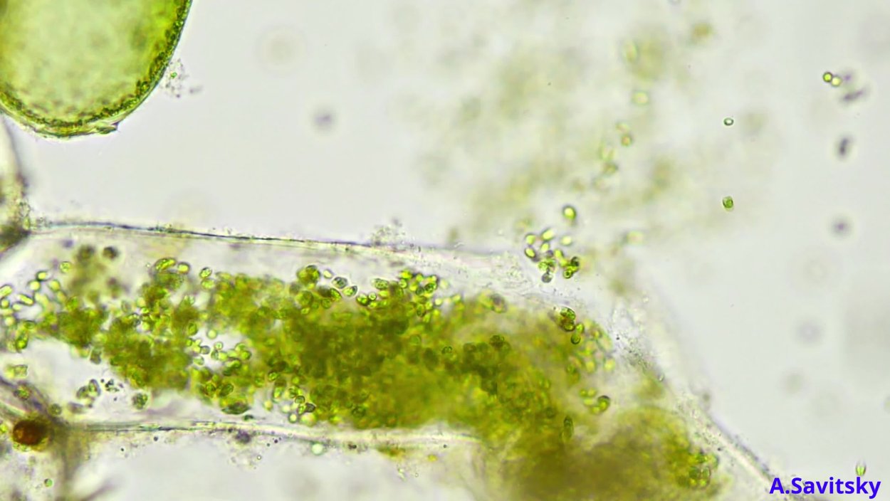 Клетки.водоросли.водные. У водорослей клетки мелкие. Клетки микроводоросли. Зооспоры водорослей под микроскопом.