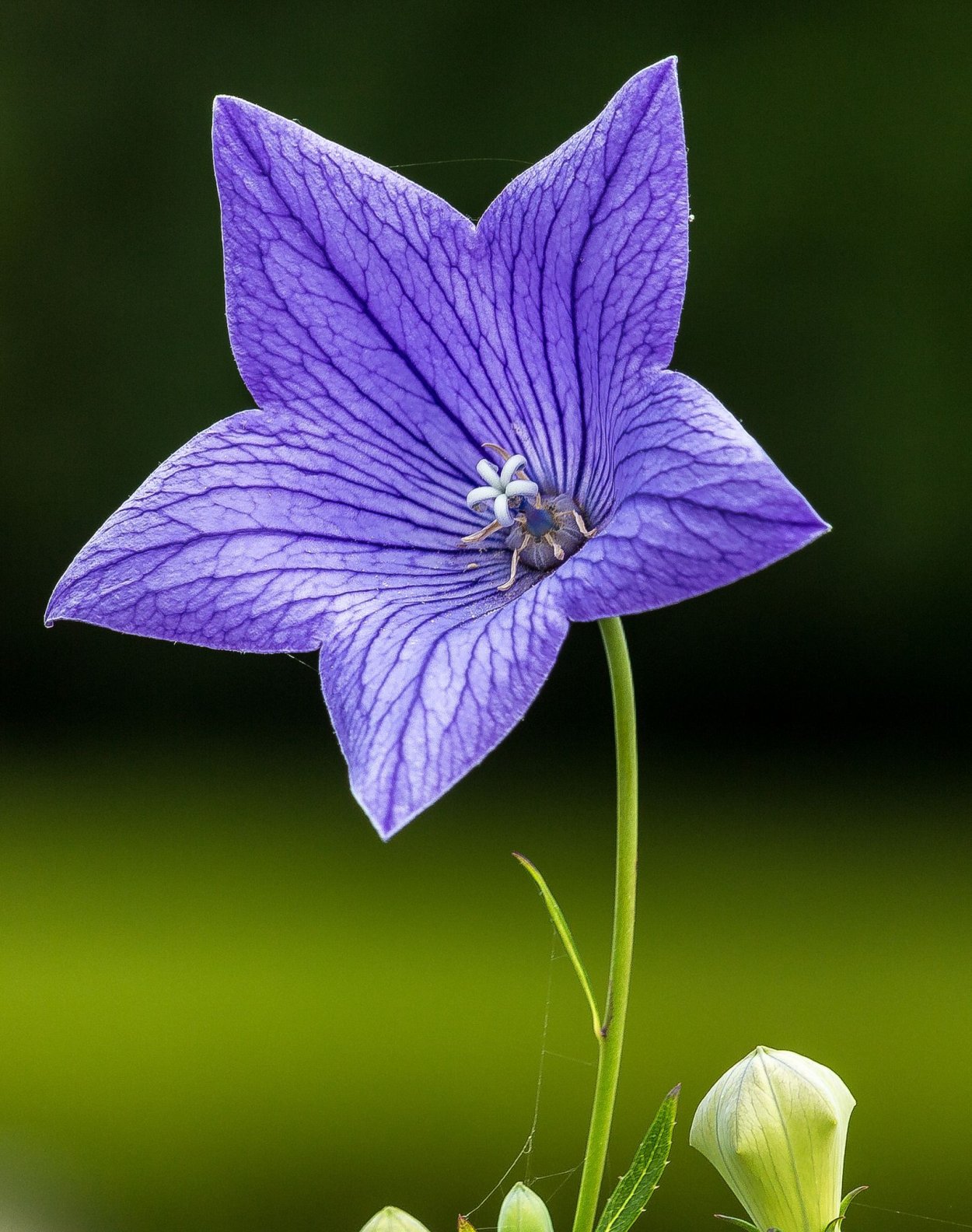 Кампанула платикодон