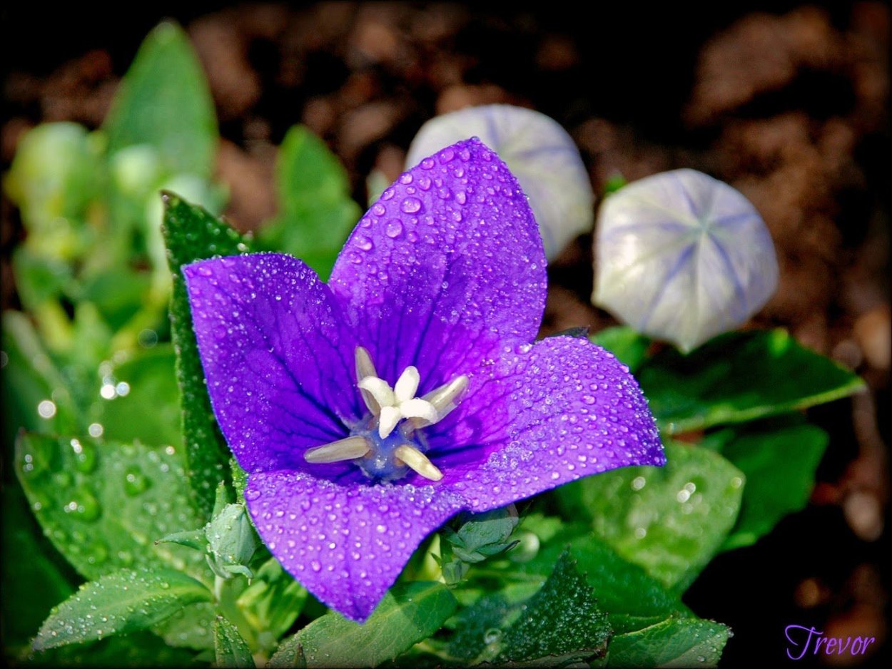 Платикодон Беккер