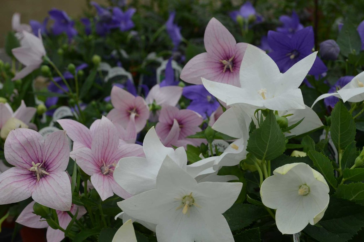 Платикодон ширококолокольчик