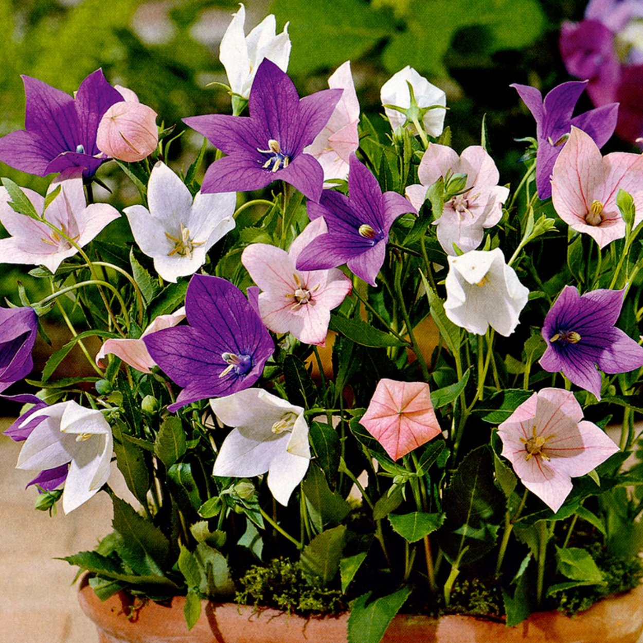 Платикодон Астра Блю