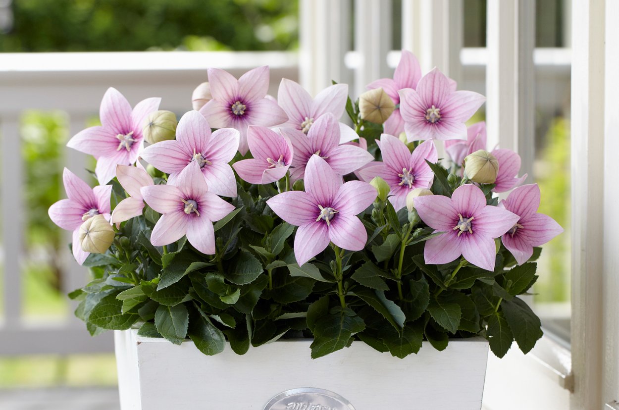 Кампанула платикодон