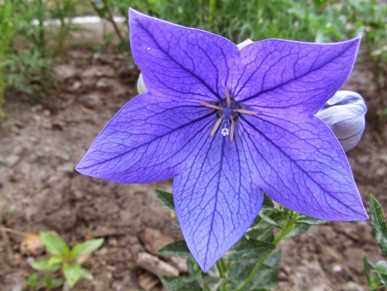 Платикодон Астра Блю