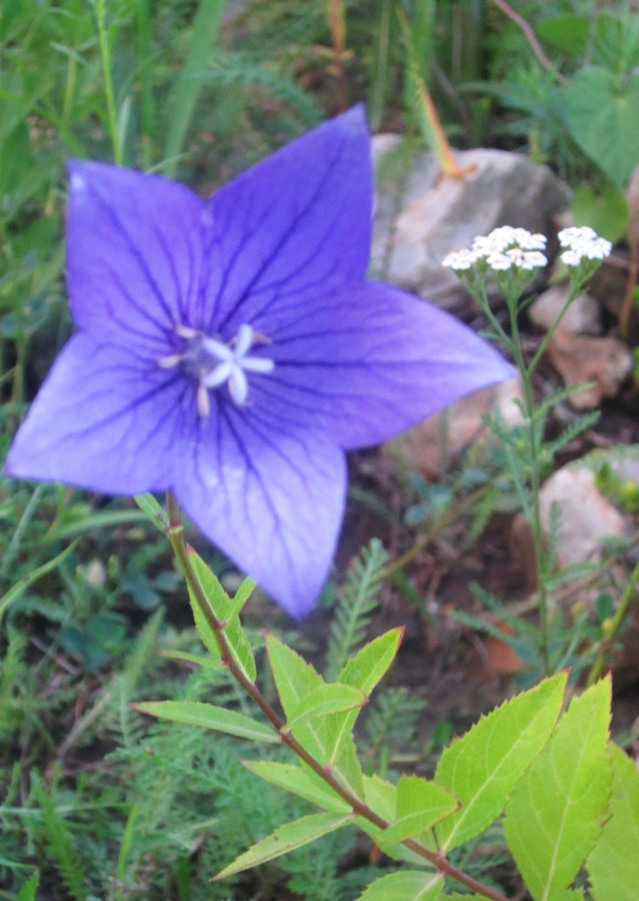 Колокольчик Фуджи Блу