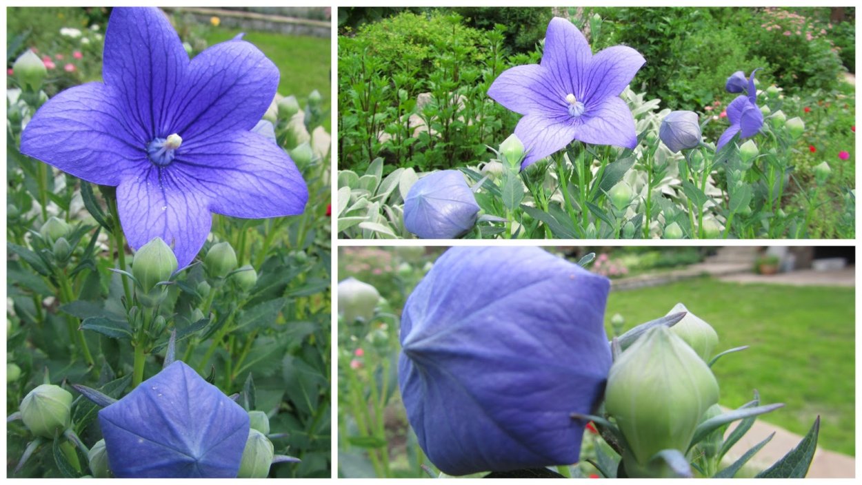 Платикодон Фуджи Пинк