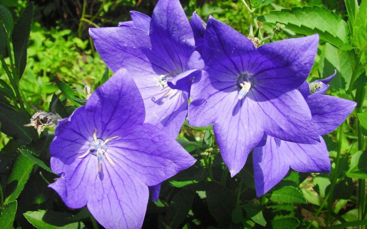 Кампанула платикодон