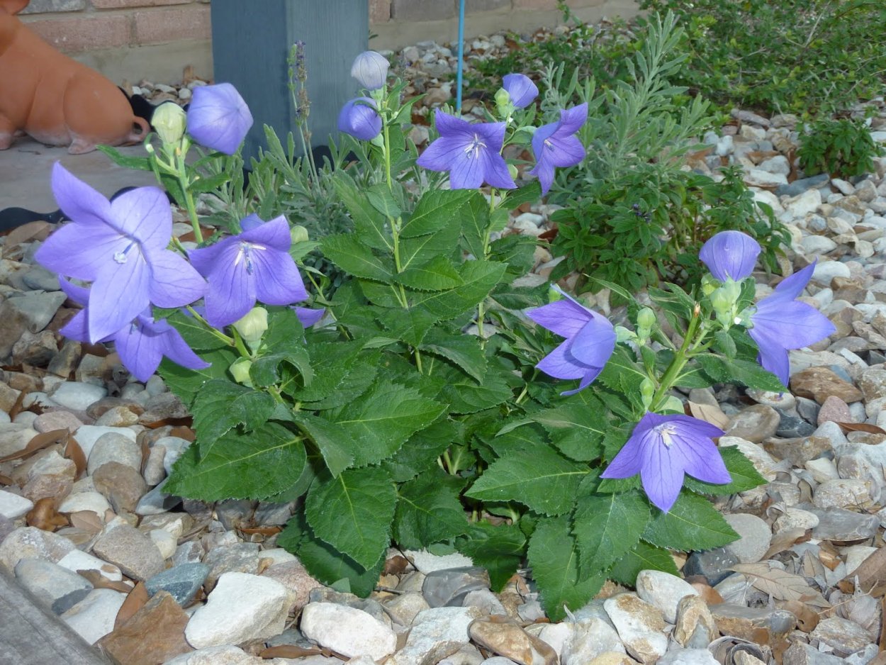 Платикодон МАЗЕ оф Перл