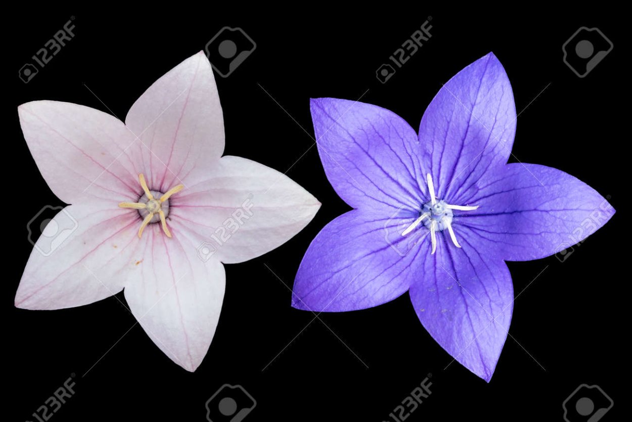 Платикодон Дэви