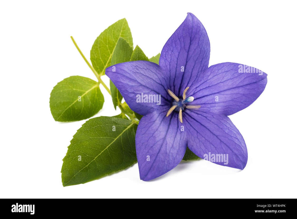 Платикодон фиолетовый