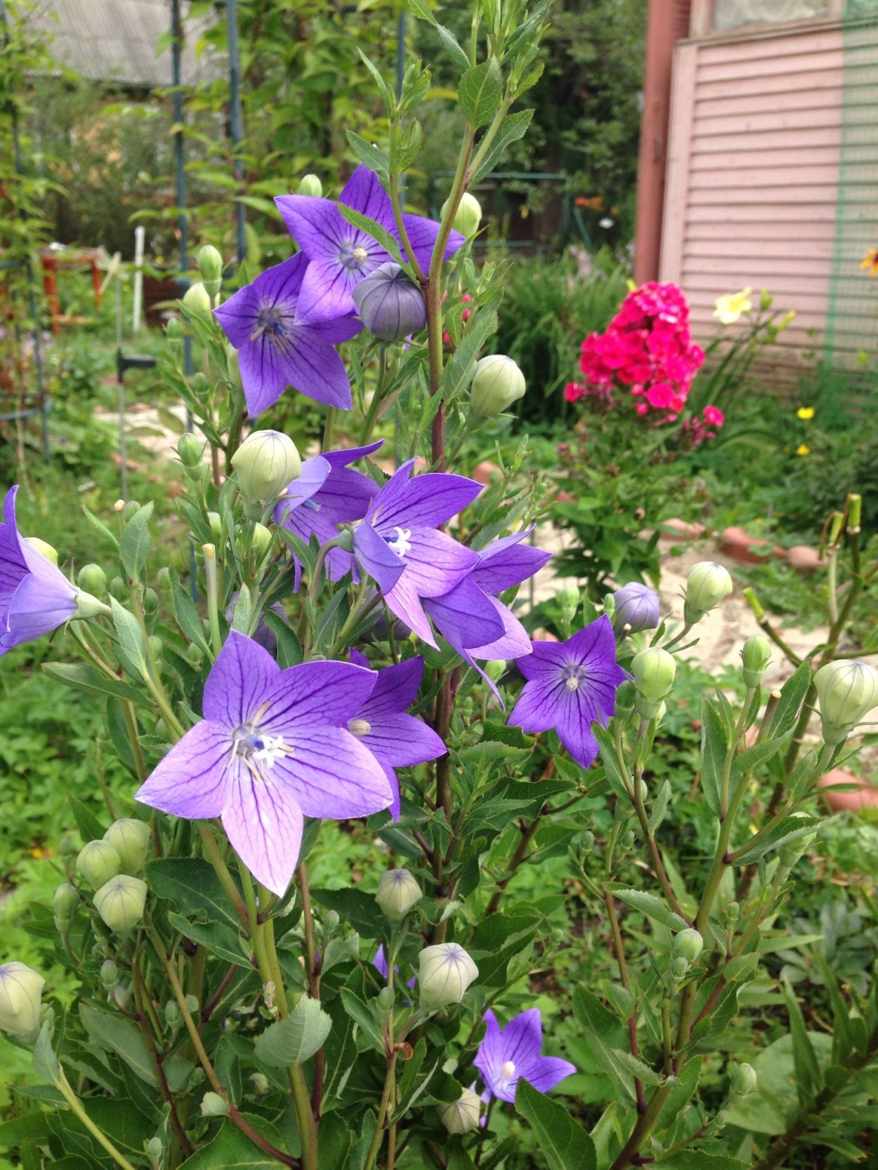 Ширококолокольчик крупноцветковый корень