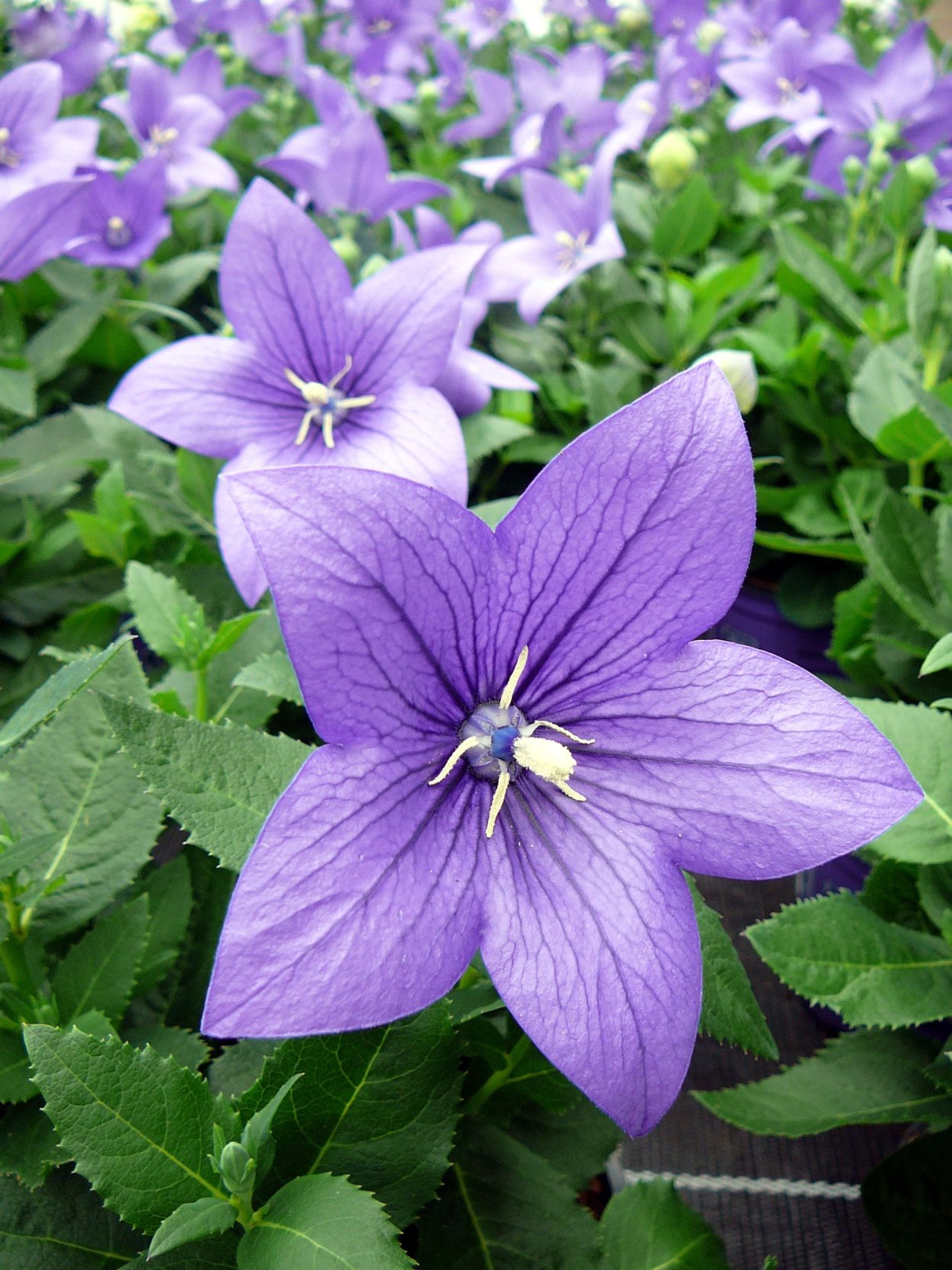 Кампанула платикодон