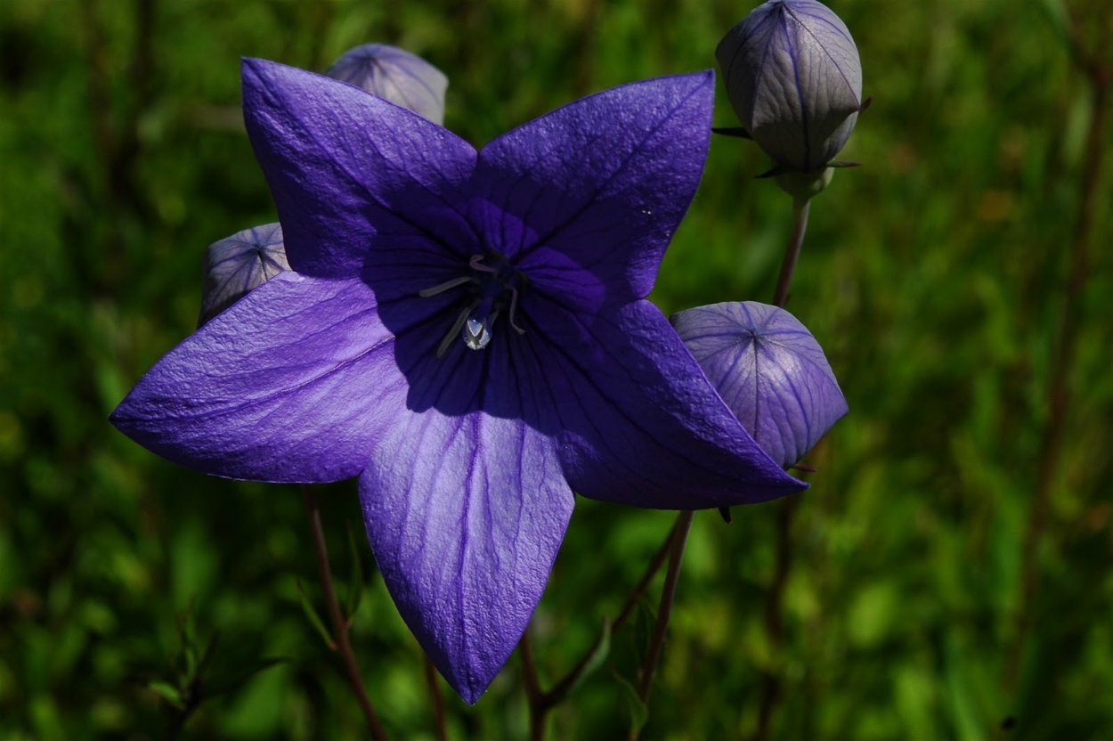 Платикодон Грандифлорус