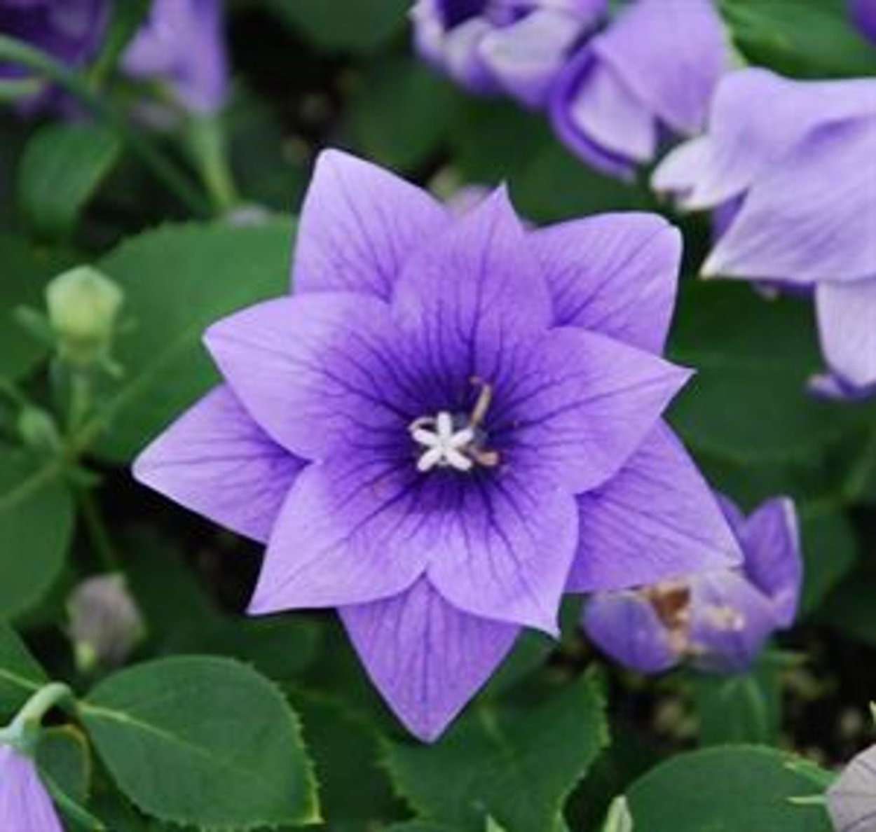 Платикодон небесные колокола