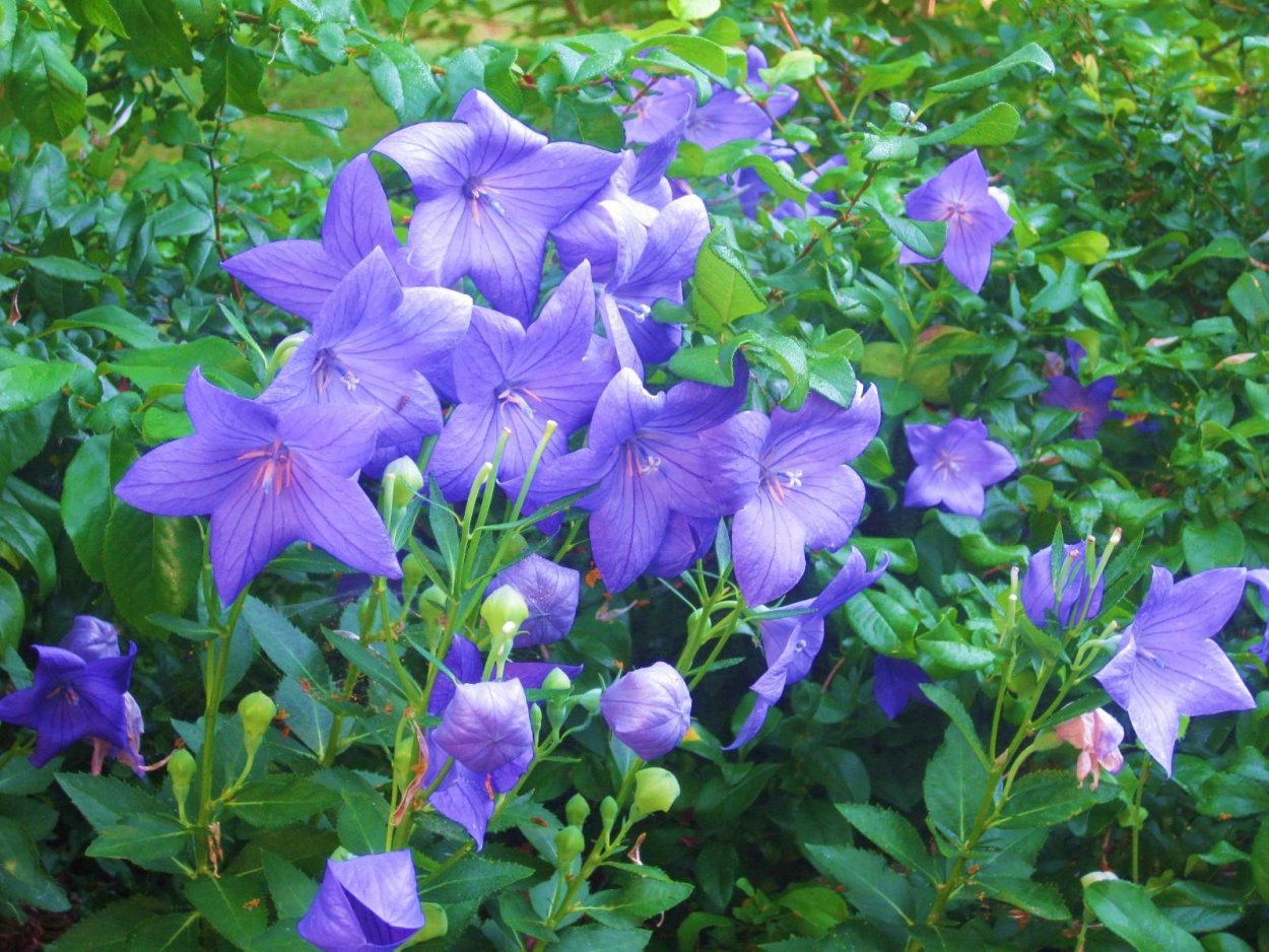 Платикодон Мариеси