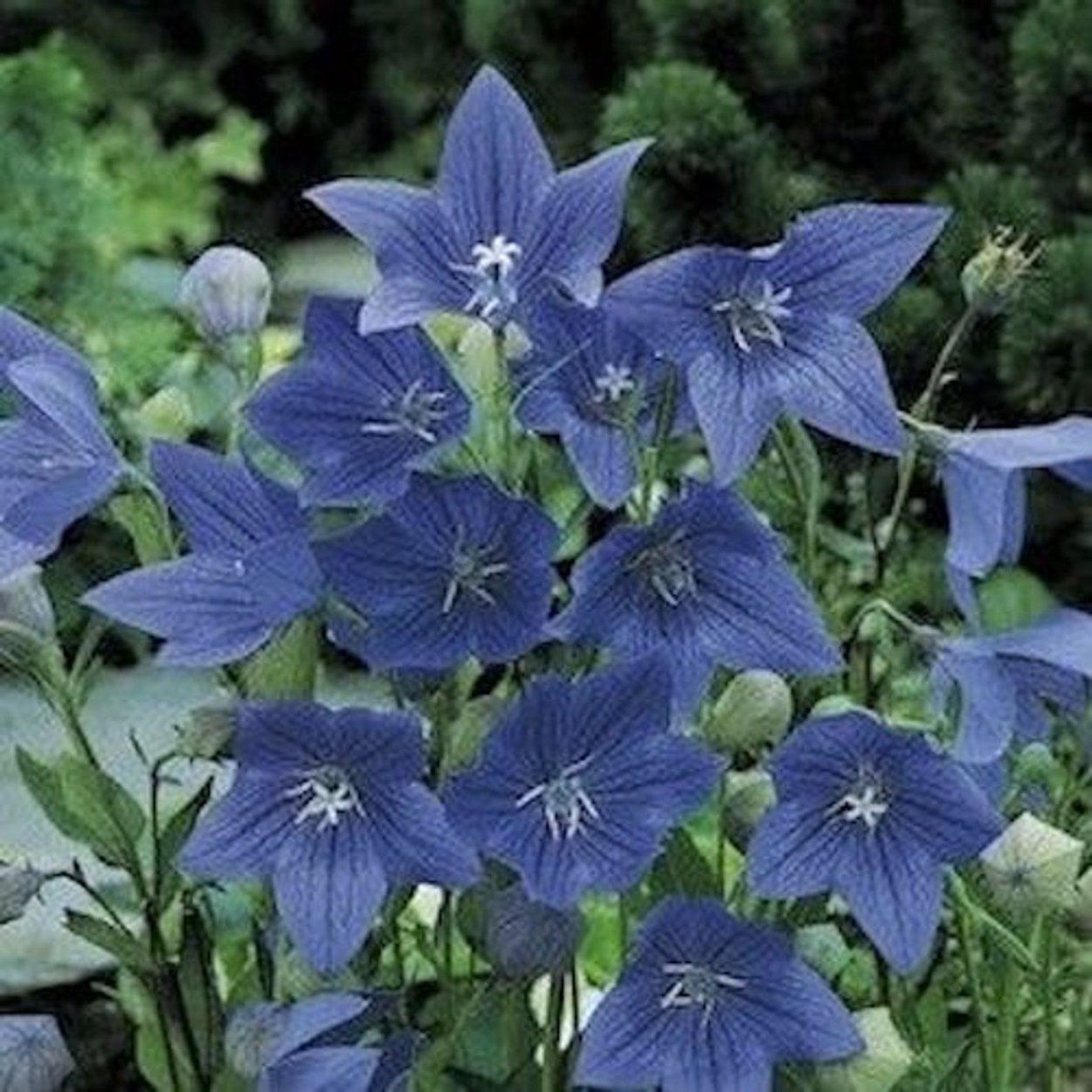 Колокольчик платикодон голубой