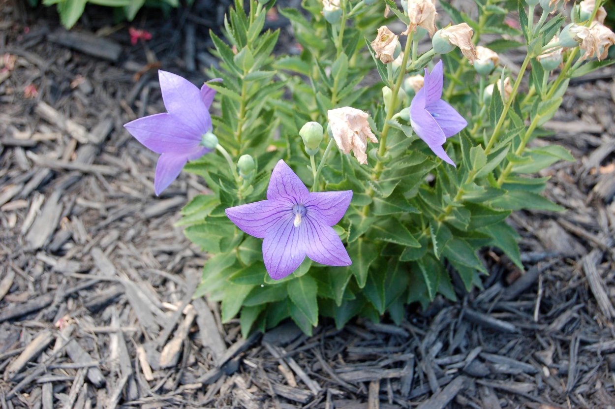 Ширококольчик крупноцветковый рисунок