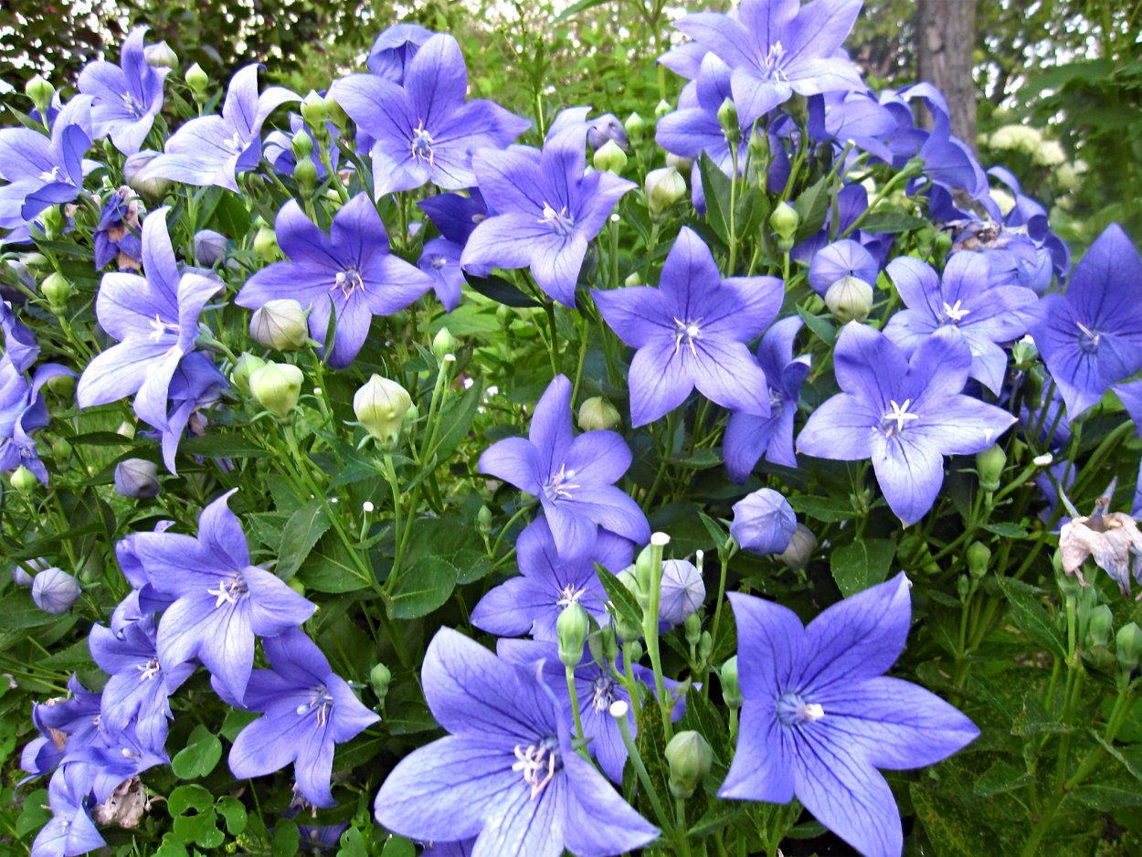 Канарский колокольчик