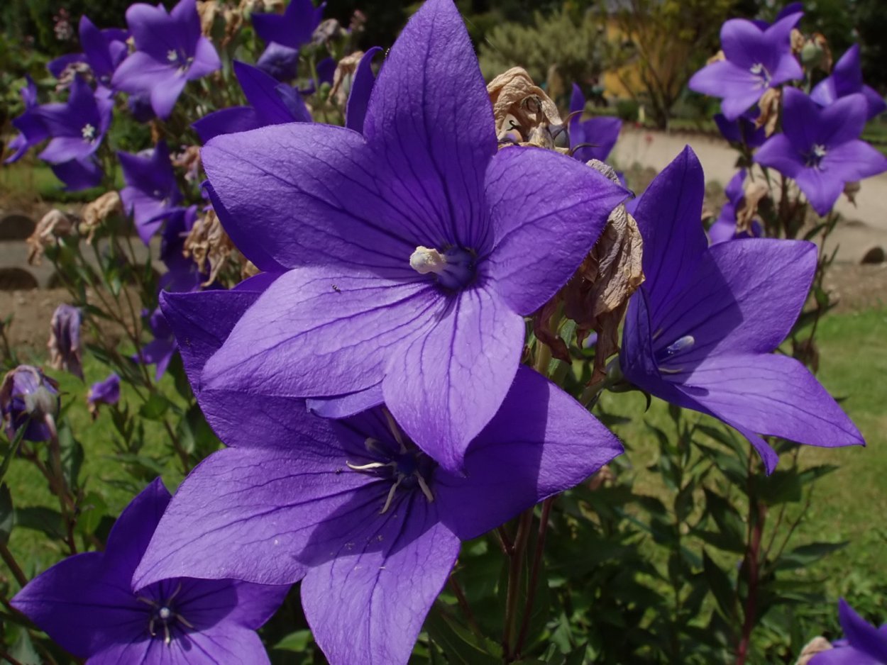 Платикодон крупноцветковый царь колокол