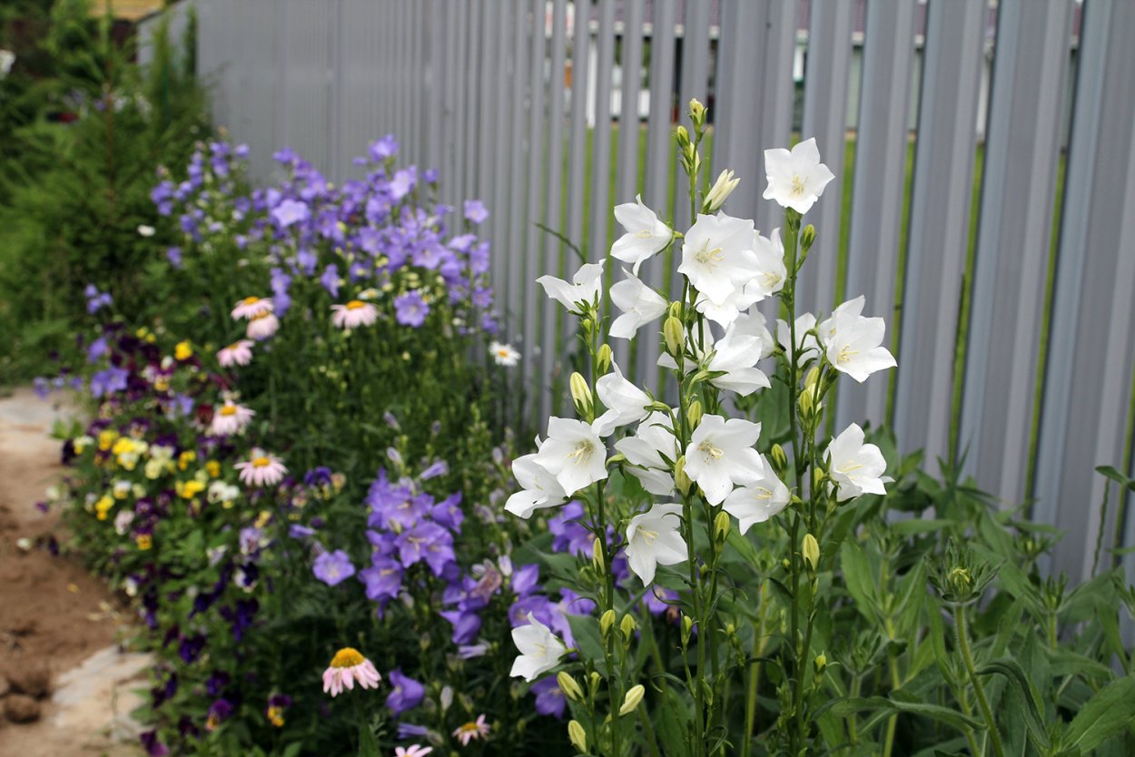 Колокольчик платикодон