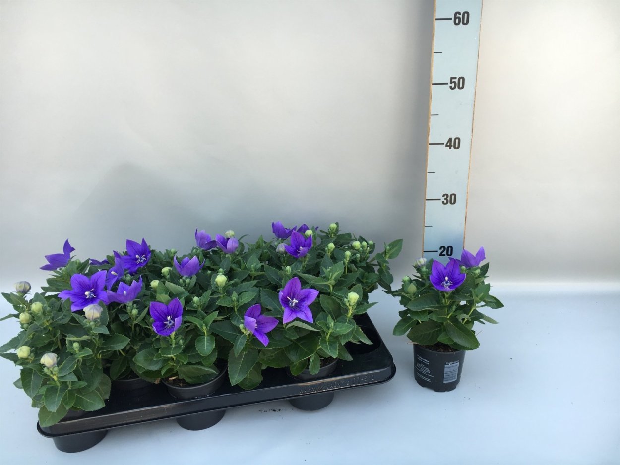 Платикодон крупноцветковый царь колокол