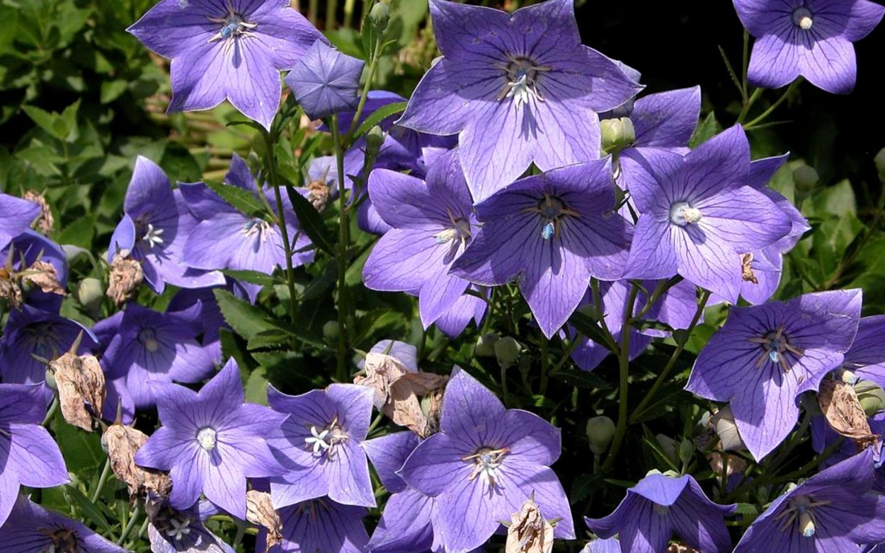 Платикодон розовый