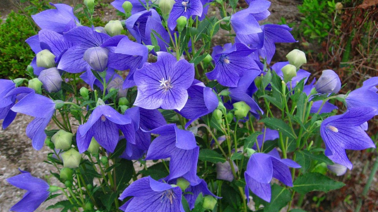 Ширококолокольчик Фуджи Вайт