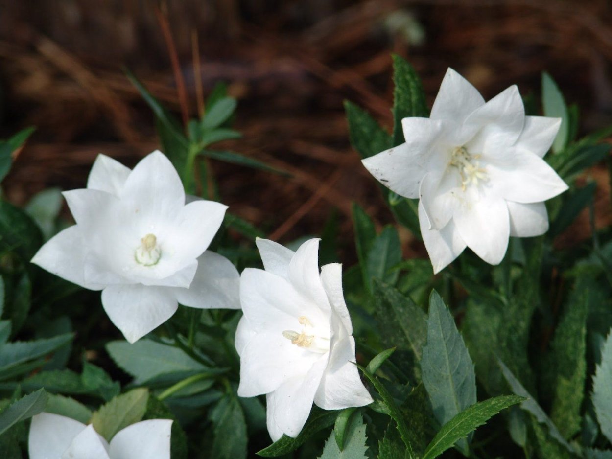 Колокольчик персиколистный Альба