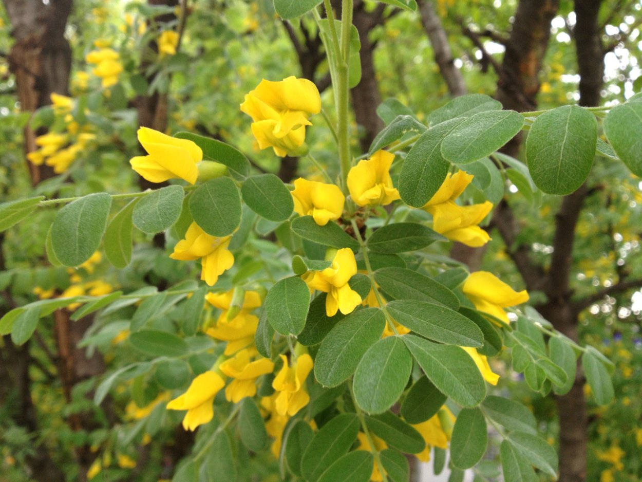 Ракитник Цингера